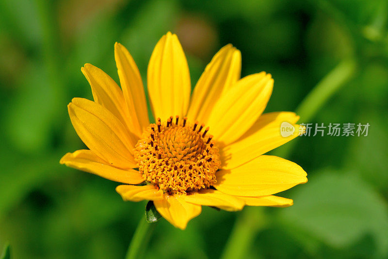 Heliopsis helianthides / Oxeye雏菊花